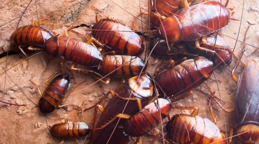 Professional pest control services in Fayetteville - FixFusion